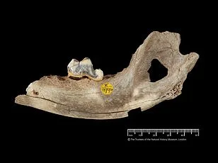 New Study Reveals 17 Subtle Signs of Dog Pain, Highlighting a Critical Gap in Owner Recognition