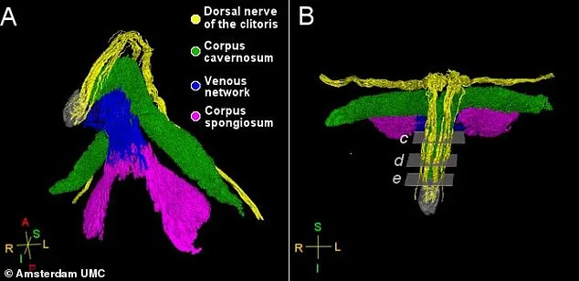 Breakthrough Study Reveals Complex Nerve Network in Clitoris, Shifting Understanding of Female Sexual Health
