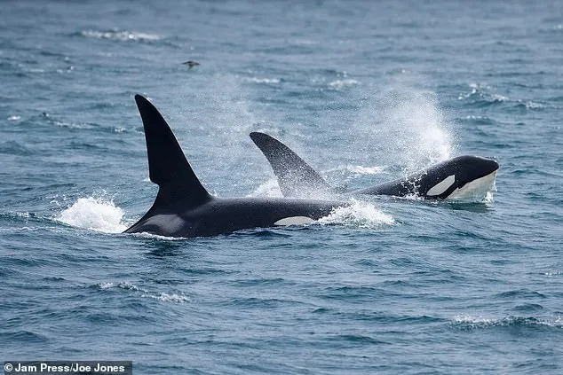 Steve Backshall's Rare Sighting of UK's Last Resident Killer Whales Sparks Scientific Excitement