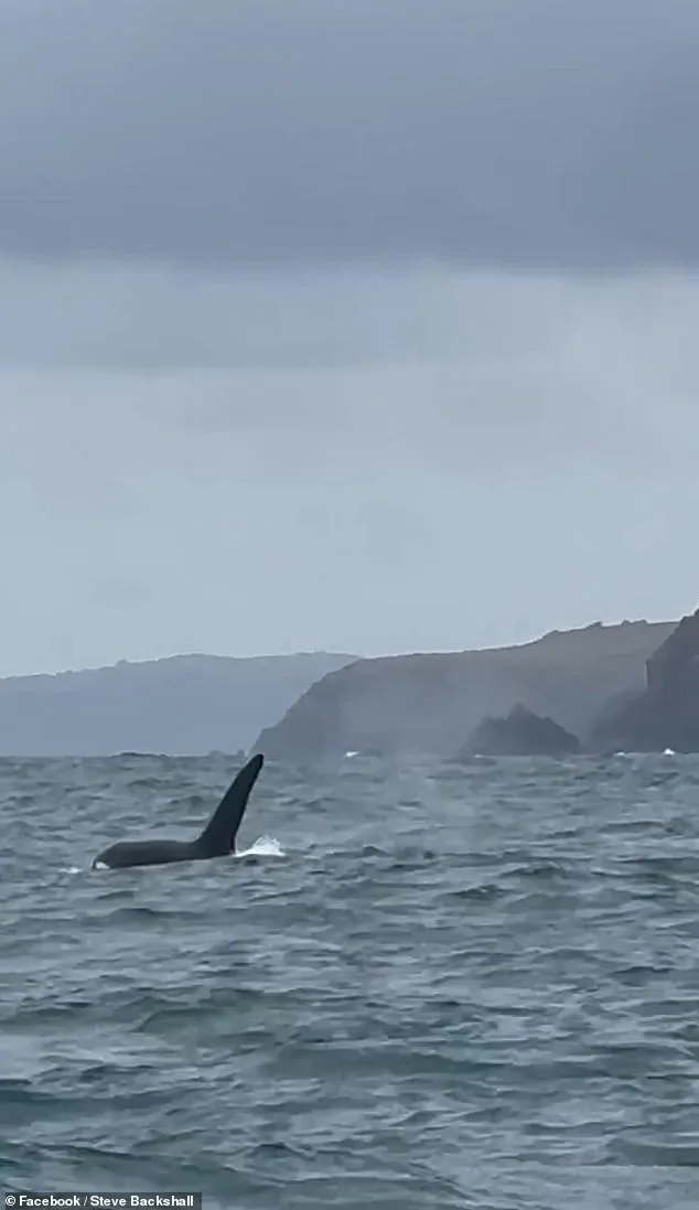 Steve Backshall's Rare Sighting of UK's Last Resident Killer Whales Sparks Scientific Excitement