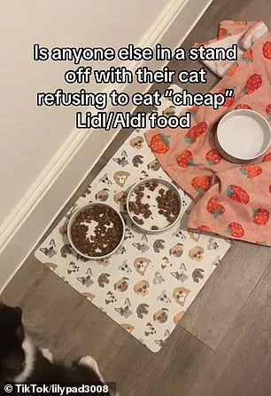 Groundbreaking Japanese Study Reveals Boredom, Not Hunger, Is Why Cats Leave Food Uneaten