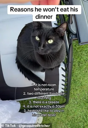 Groundbreaking Japanese Study Reveals Boredom, Not Hunger, Is Why Cats Leave Food Uneaten