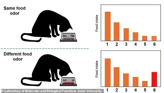 Groundbreaking Japanese Study Reveals Boredom, Not Hunger, Is Why Cats Leave Food Uneaten