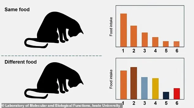 Groundbreaking Japanese Study Reveals Boredom, Not Hunger, Is Why Cats Leave Food Uneaten