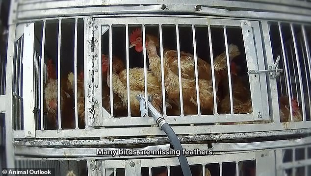 Undercover footage exposes filth and disease risks in NYC live animal markets.