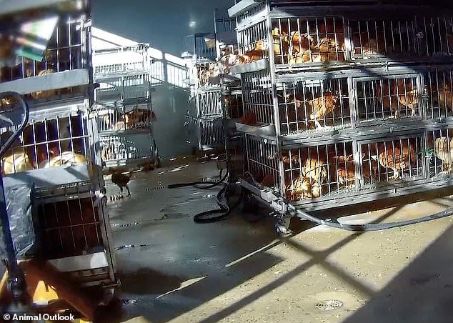 Undercover footage exposes filth and disease risks in NYC live animal markets.