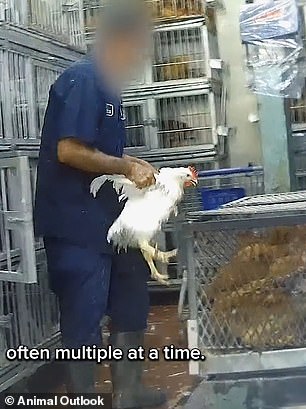 Undercover footage exposes filth and disease risks in NYC live animal markets.