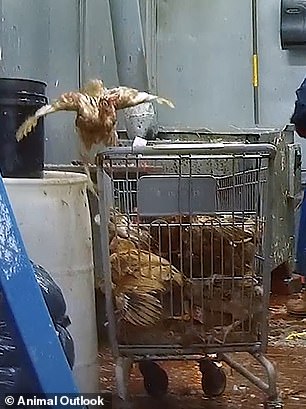 Undercover footage exposes filth and disease risks in NYC live animal markets.