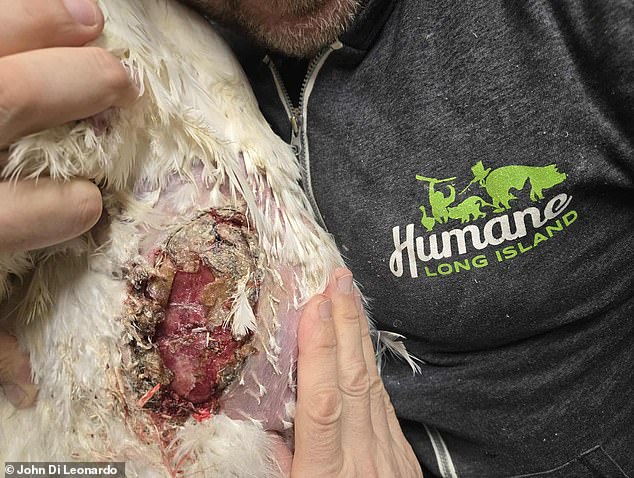 Undercover footage exposes filth and disease risks in NYC live animal markets.