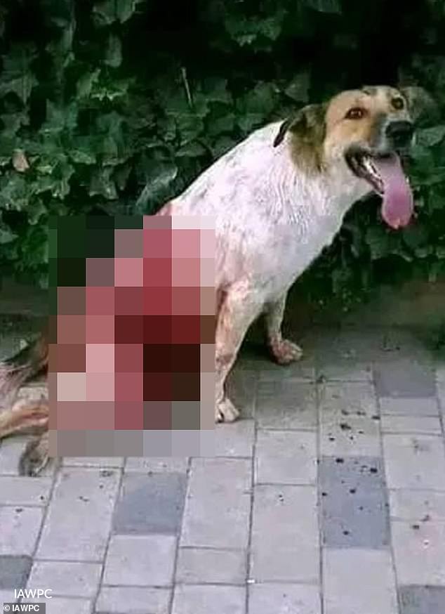 Moroccan authorities accused of firing stray dogs for 2030 World Cup.