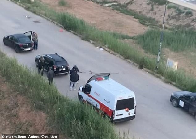 Moroccan authorities accused of firing stray dogs for 2030 World Cup.