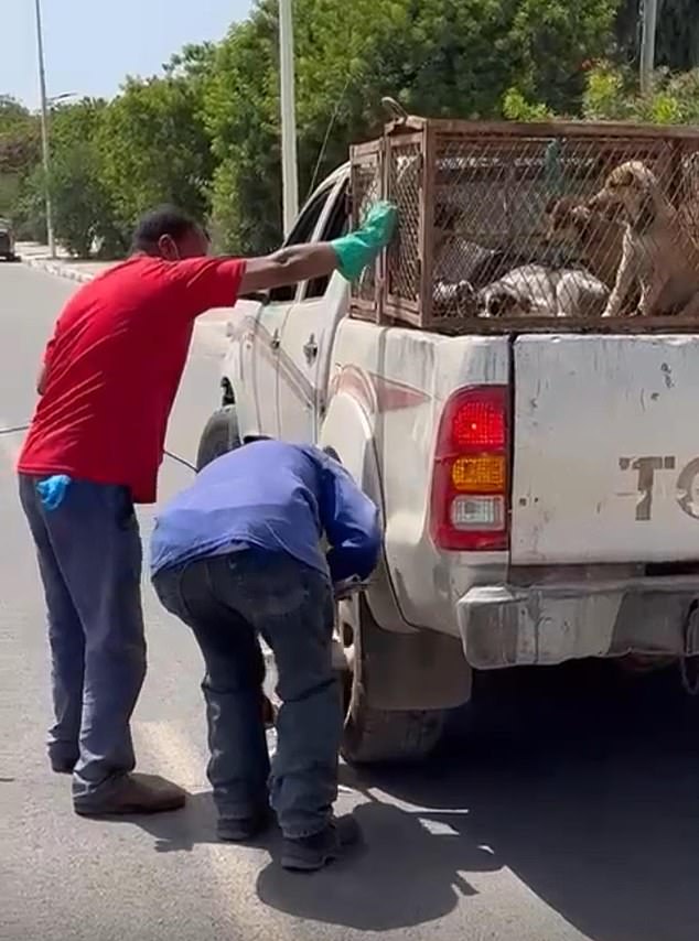 Moroccan authorities accused of firing stray dogs for 2030 World Cup.