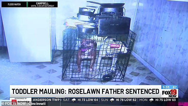 Dog Owner Sentenced to Five Years for Daughter's Death