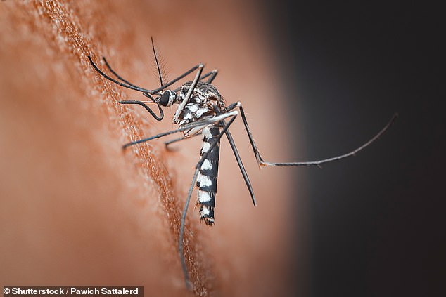 Climate change pushes Chikungunya virus toward Europe and North America.