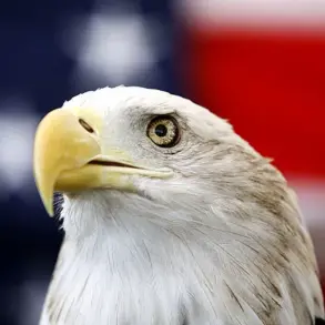 Bald Eagles Entangled in Alaska