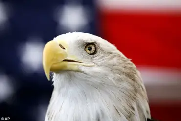 Bald Eagles Entangled in Alaska