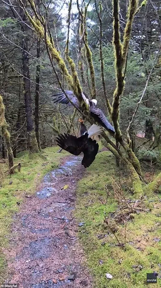 Bald Eagles Entangled in Alaska