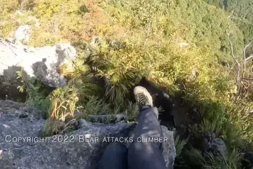 Climbing into Danger: A Bear Encounter on Mount Futago