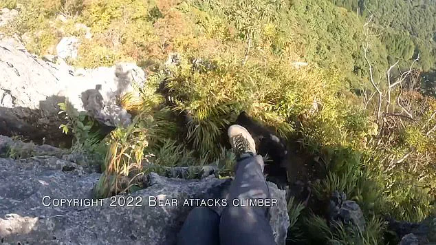 Climbing into Danger: A Bear Encounter on Mount Futago