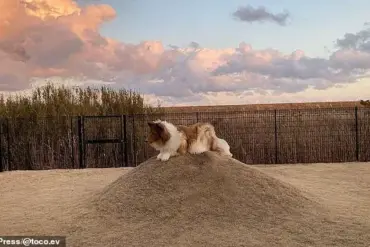 Dog Lover Transforms Himself Into a Border Collie and Opens a Unique Zoo