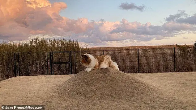 Dog Lover Transforms Himself Into a Border Collie and Opens a Unique Zoo