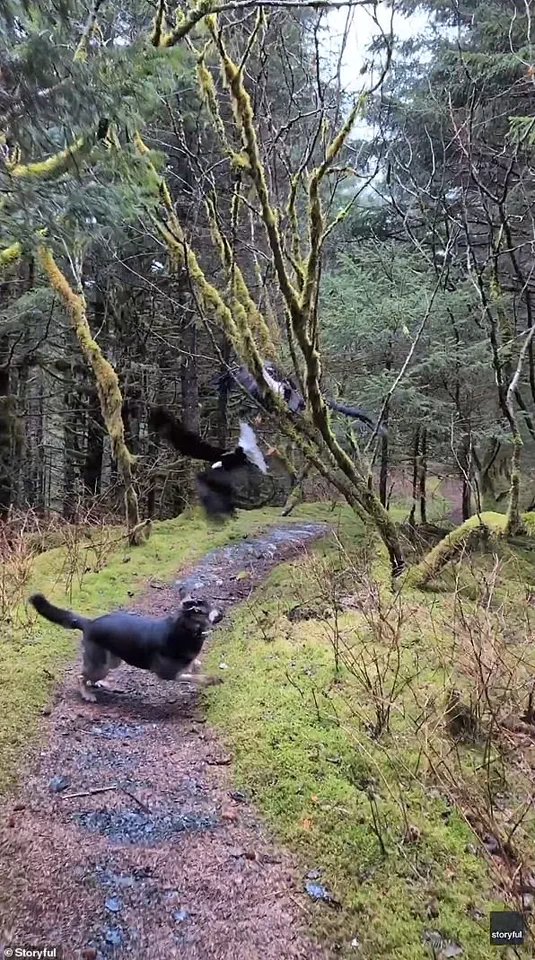 Hiker's encounter with bald eagles tangled in a tree