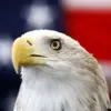 Hiker's encounter with bald eagles tangled in a tree