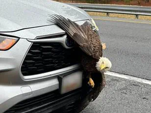 Hiker's encounter with bald eagles tangled in a tree