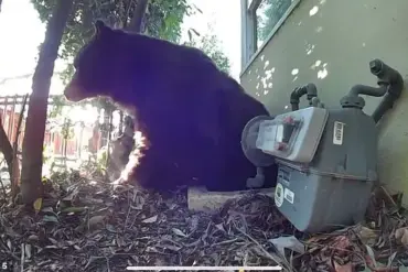 Los Angeles Man Finds 525-Pound Bear in His Crawl Space