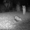 Panther and Opossum: A Florida Nature Conundrum