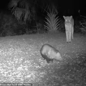 Panther and Opossum: A Florida Nature Conundrum