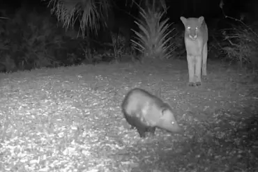 Panther and Opossum: A Florida Nature Conundrum