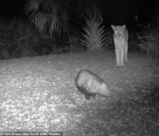 Panther and Opossum: A Florida Nature Conundrum
