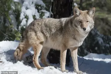 Rare Footage Captures Growing Presence of Mountain Lions and Wolves in California