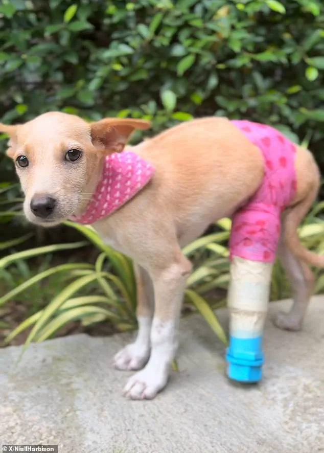 Dogs Unite: Spaniard Fletcher Adopts Fake Limp to Comfort Disabled Thai Sibling Candy