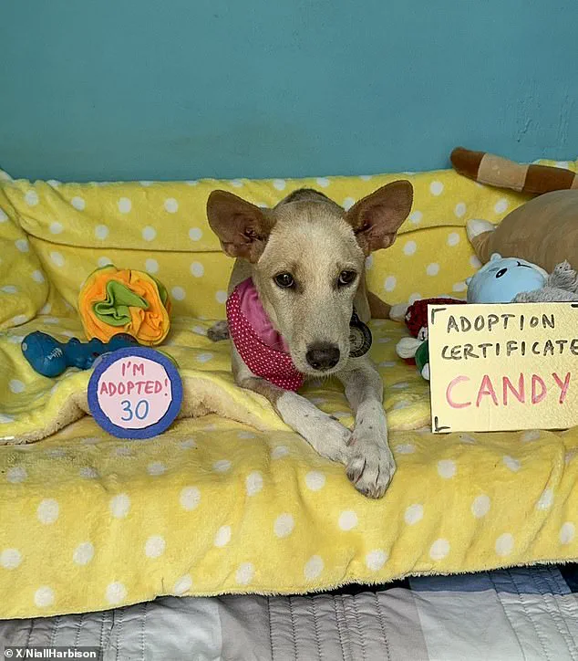 Dogs Unite: Spaniard Fletcher Adopts Fake Limp to Comfort Disabled Thai Sibling Candy