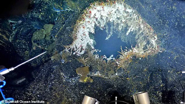 Scientists Warn of Imminent Eruption at Axial Seamount, Citing Urgent Seismic Activity Off Oregon Coast