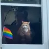 Selkirk the Cat's Viral Pride Parade Appearance Sparks Joy and Unexpected Public Engagement