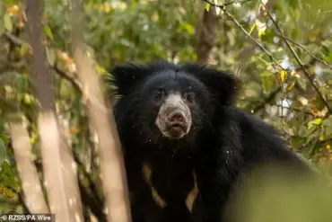Tragedy Strikes Chhattisgarh as Bear Attack Claims Two Lives and Leaves Ranger Critical, Sparking Urgent Wildlife Safety Concerns