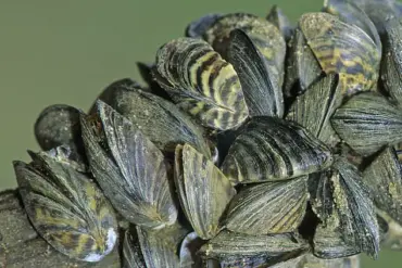 Wyoming Agencies Issue Alert Over Invasive Zebra Mussels, Urge Compliance with Regulations to Protect Public Health and Ecosystems