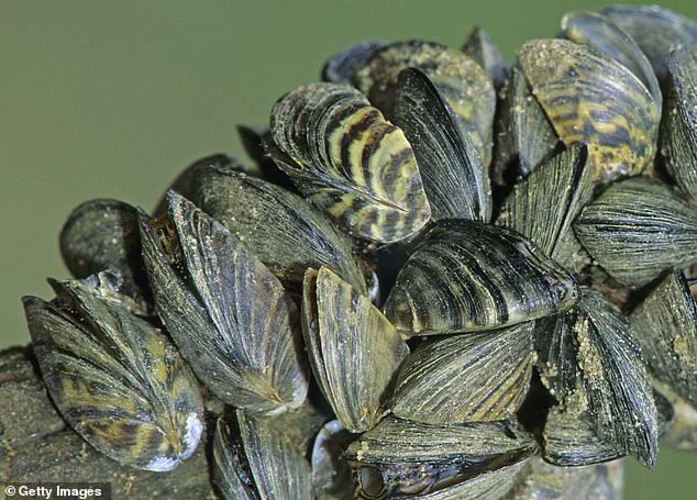 Wyoming Agencies Issue Alert Over Invasive Zebra Mussels, Urge Compliance with Regulations to Protect Public Health and Ecosystems