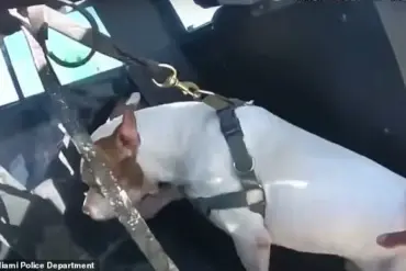 Exclusive Bodycam Footage Reveals Miami Beach Man's Alleged Attempt to Drown Dog, Sparking Debate on Animal Cruelty and Police Response