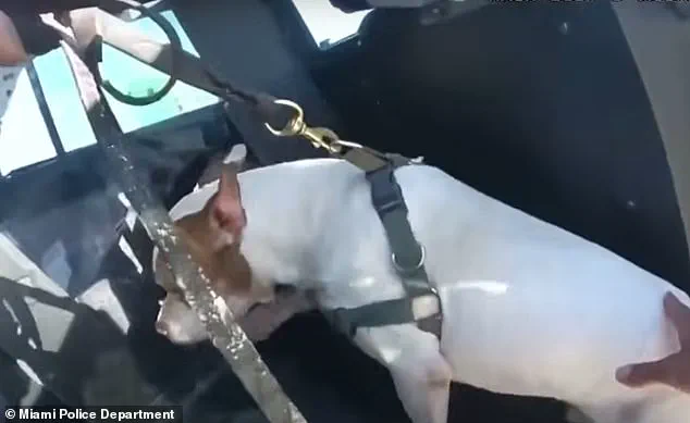 Exclusive Bodycam Footage Reveals Miami Beach Man's Alleged Attempt to Drown Dog, Sparking Debate on Animal Cruelty and Police Response