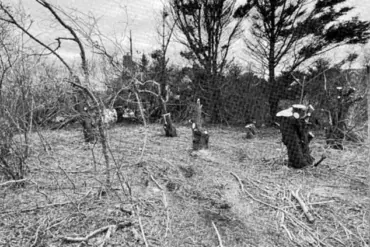 Nantucket Property Feud Escalates with $1.4 Million Lawsuit Over Alleged Tree Removal to Enhance Ocean View