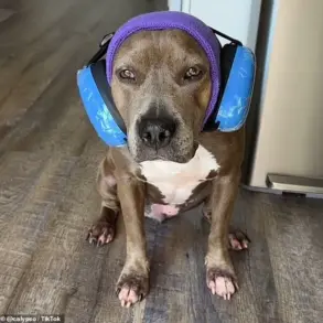 The Fourth of July: A Time of Terror for Dogs and Anxiety for Their Owners