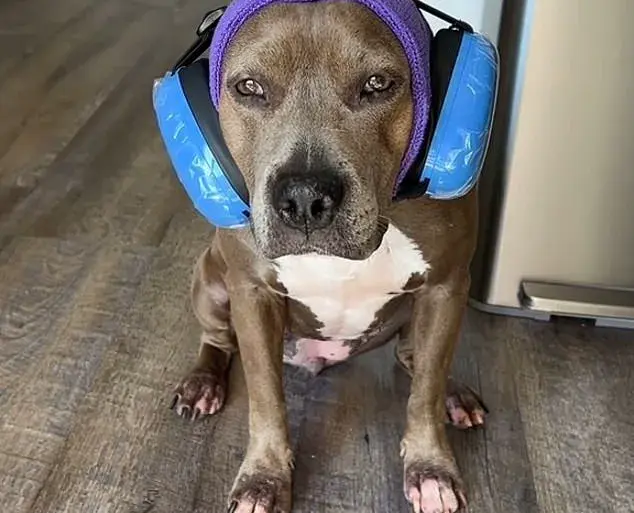 The Fourth of July: A Time of Terror for Dogs and Anxiety for Their Owners