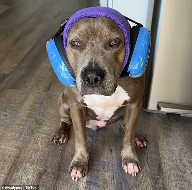 The Fourth of July: A Time of Terror for Dogs and Anxiety for Their Owners