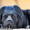Tragedy Sparks Debate Over Need for Stricter Pet Ownership Regulations to Ensure Child Safety on Rural Properties