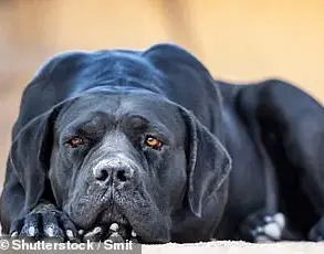 Tragedy Sparks Debate Over Need for Stricter Pet Ownership Regulations to Ensure Child Safety on Rural Properties