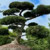 A $58,000 Shrub Becomes the Hamptons' Latest Status Symbol, Says Marders